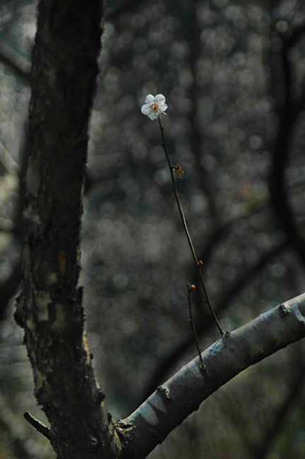 DSC_5306.jpg, 178 KB