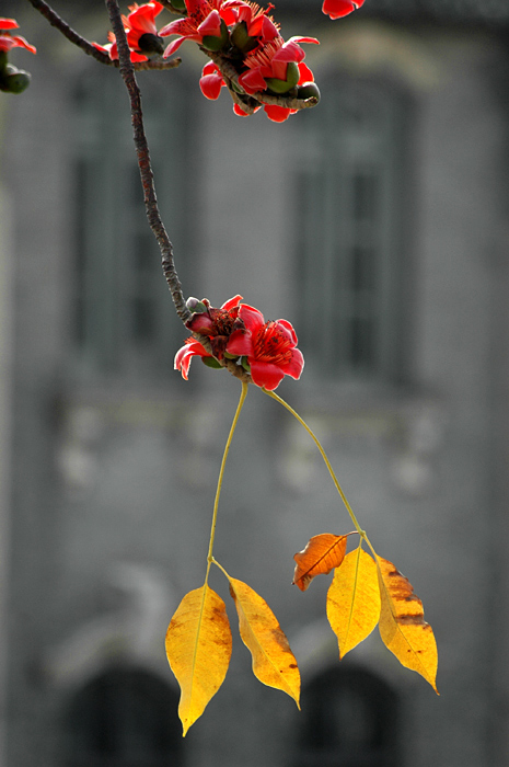 DSC_7081.jpg, 183 KB