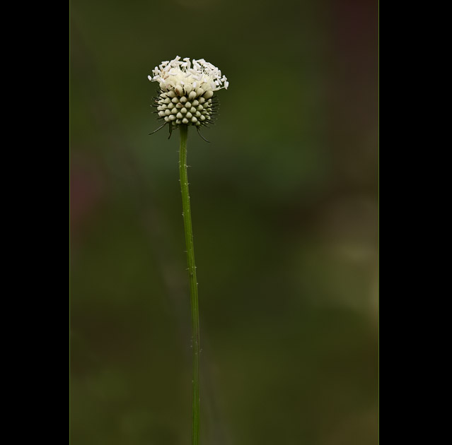 CRW_7468_RJ.jpg, 39 KB