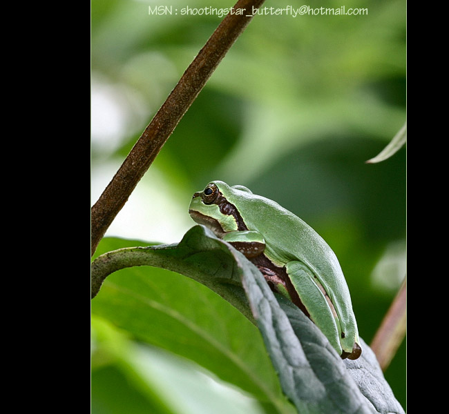IMG_4732.jpg, 96 KB