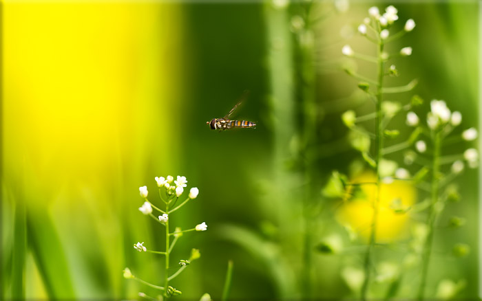 _MG_2134.jpg, 69 KB