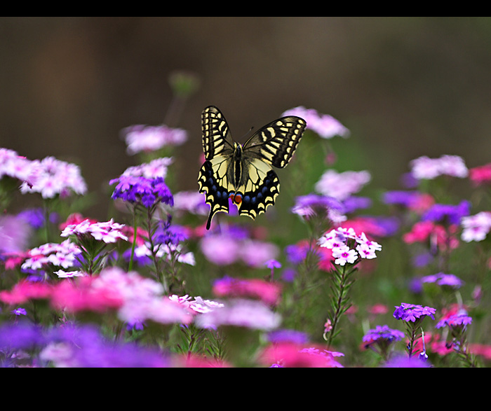 _MG_5008.jpg, 154 KB