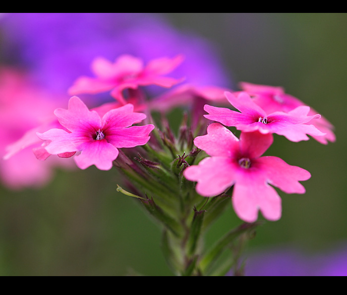 _MG_5125.jpg, 111 KB
