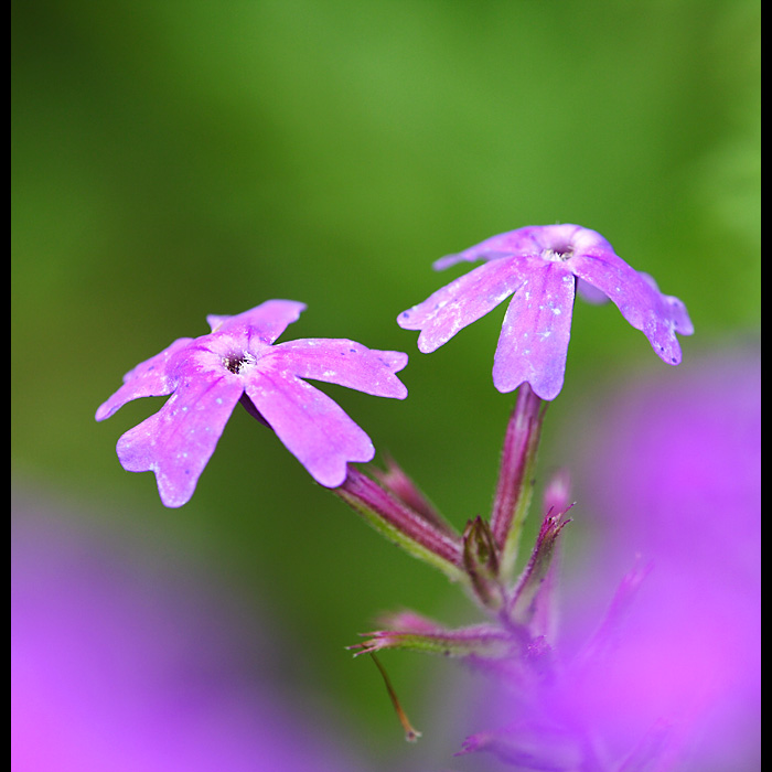 _MG_5130.jpg, 134 KB