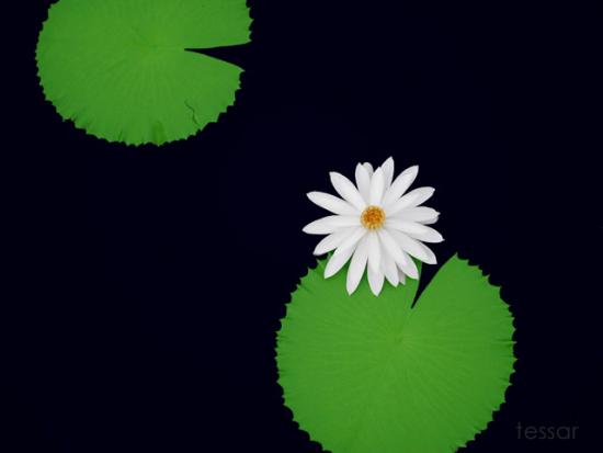 ���ͼ��鿴ԭʼ��С

����:  lotus2002.jpg
�鿴����: 289
��С:  49.4 KB