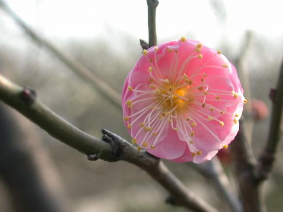 ���ͼ��鿴ԭʼ��С

����:  dscn5955.jpg
�鿴����: 263
��С:  79.2 KB