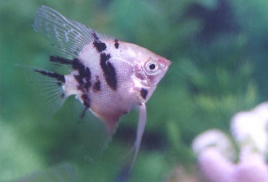 ͼ鿴ԭʼС

:  fish.jpg
鿴: 314
С:  37.6 KB