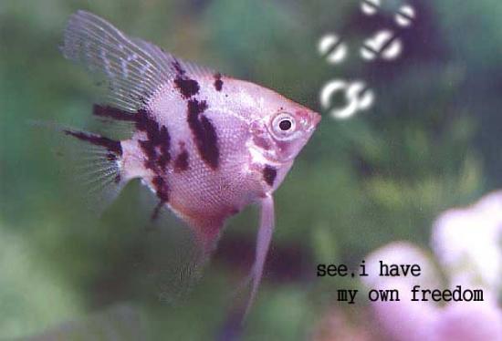ͼ鿴ԭʼС

:  fish-copy7.jpg.jpg
鿴: 186
С:  19.5 KB