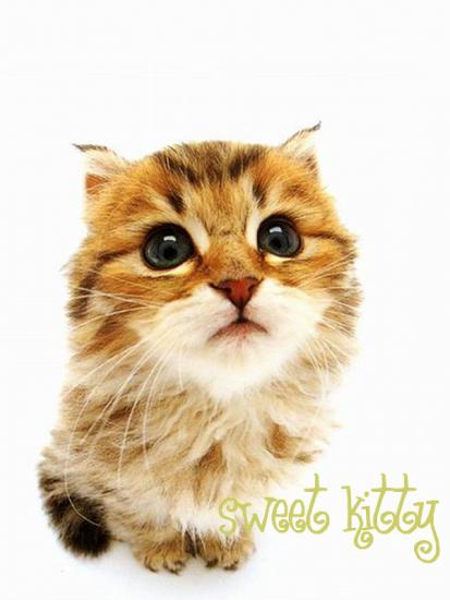 ͼ鿴ԭʼС

:  sweet-kitty.jpg
鿴: 337
С:  68.3 KB