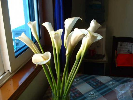 ���ͼ��鿴ԭʼ��С

����:  calla.jpg
�鿴����: 566
��С:  37.2 KB