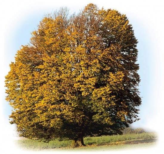 ͼ鿴ԭʼС

:  tree.jpg
鿴: 278
С:  145.1 KB