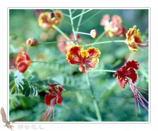 ͼ鿴ԭʼС

:  flower2 .jpg
鿴: 243
С:  65.8 KB