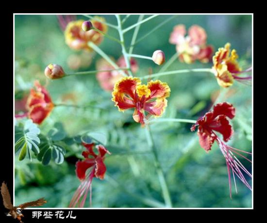 ͼ鿴ԭʼС

:  flower22 .jpg
鿴: 253
С:  67.6 KB