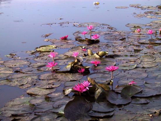 ���ͼ��鿴ԭʼ��С

����:  lotus1.jpg
�鿴����: 248
��С:  163.6 KB