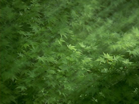 ���ͼ��鿴ԭʼ��С

����:  leaf02.jpg
�鿴����: 242
��С:  97.9 KB