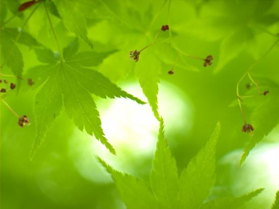 ���ͼ��鿴ԭʼ��С

����:  leaf05.jpg
�鿴����: 243
��С:  66.0 KB