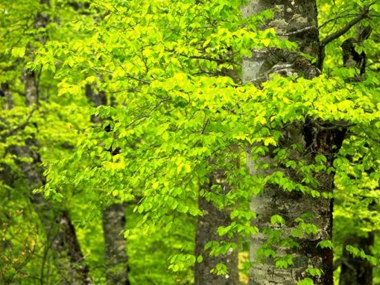 ���ͼ��鿴ԭʼ��С

����:  leaf07.jpg
�鿴����: 247
��С:  151.1 KB