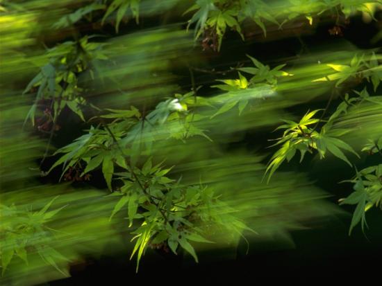 ���ͼ��鿴ԭʼ��С

����:  leaf10.jpg
�鿴����: 335
��С:  95.6 KB