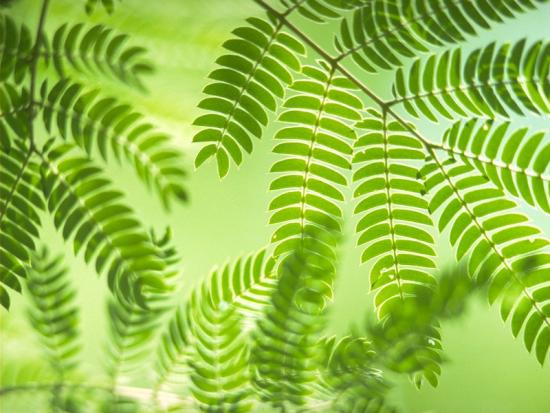���ͼ��鿴ԭʼ��С

����:  leaf12.jpg
�鿴����: 238
��С:  137.3 KB
