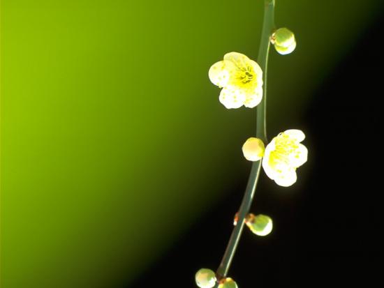 ���ͼ��鿴ԭʼ��С

����:  leaf13.jpg
�鿴����: 238
��С:  45.2 KB