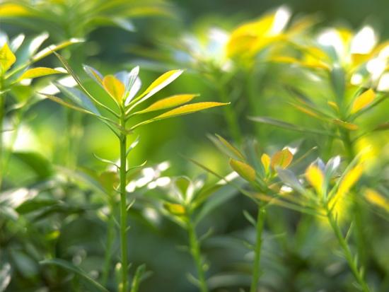 ���ͼ��鿴ԭʼ��С

����:  leaf14.jpg
�鿴����: 241
��С:  89.4 KB