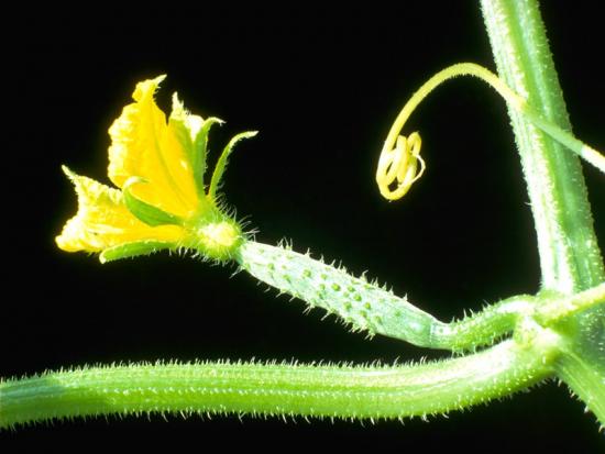 ���ͼ��鿴ԭʼ��С

����:  leaf15.jpg
�鿴����: 239
��С:  95.8 KB