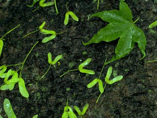 ���ͼ��鿴ԭʼ��С

����:  leaf16.jpg
�鿴����: 236
��С:  176.4 KB