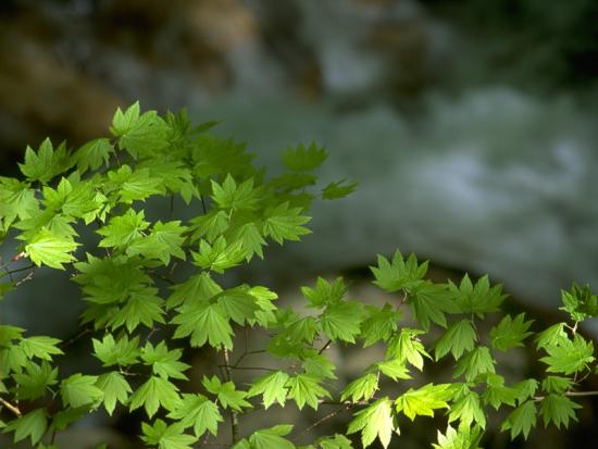 ���ͼ��鿴ԭʼ��С

����:  leaf30.jpg
�鿴����: 242
��С:  107.9 KB