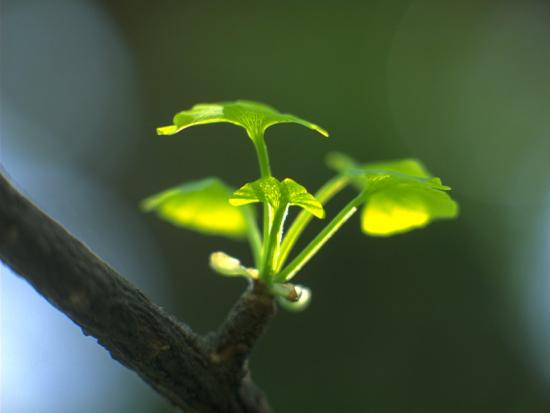 ���ͼ��鿴ԭʼ��С

����:  leaf33.jpg
�鿴����: 226
��С:  51.9 KB