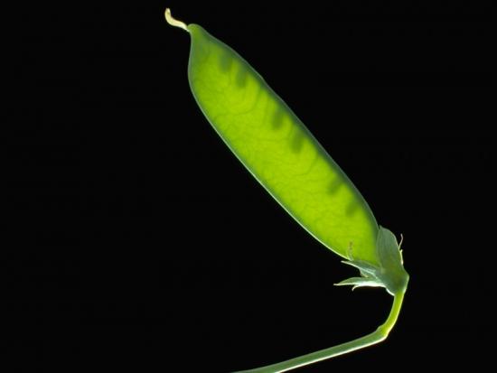 ���ͼ��鿴ԭʼ��С

����:  leaf35.jpg
�鿴����: 228
��С:  26.5 KB