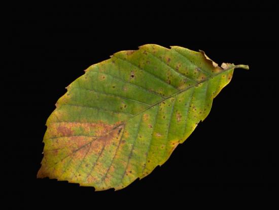 ���ͼ��鿴ԭʼ��С

����:  leaf36.jpg
�鿴����: 191
��С:  57.9 KB