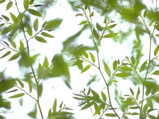 ���ͼ��鿴ԭʼ��С

����:  leaf37.jpg
�鿴����: 186
��С:  114.9 KB