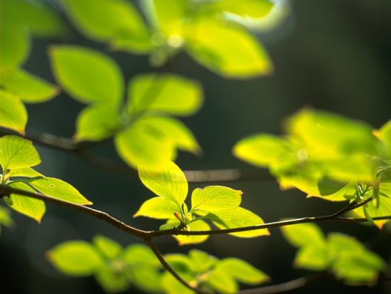 ���ͼ��鿴ԭʼ��С

����:  leaf38.jpg
�鿴����: 181
��С:  79.1 KB