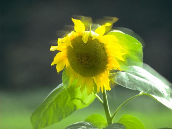 ���ͼ��鿴ԭʼ��С

����:  leaf39.jpg
�鿴����: 185
��С:  77.6 KB
