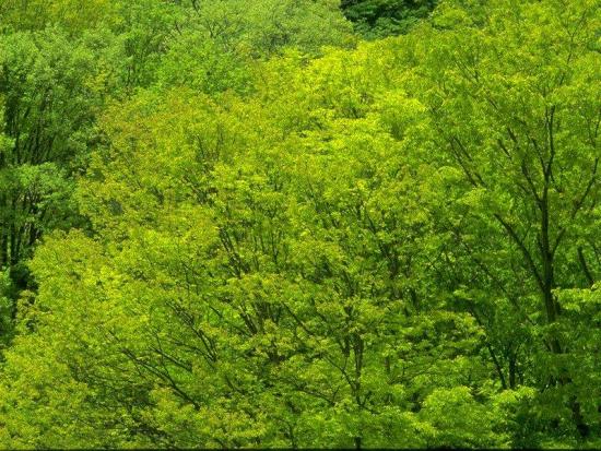 ���ͼ��鿴ԭʼ��С

����:  leaf40.jpg
�鿴����: 187
��С:  192.7 KB