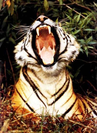 ͼ鿴ԭʼС

:  3.jpg
鿴: 292
С:  135.3 KB