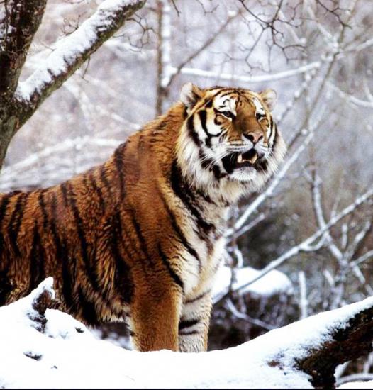 ͼ鿴ԭʼС

:  4.jpg
鿴: 281
С:  101.4 KB