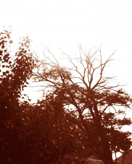 ���ͼ��鿴ԭʼ��С

����:  tree.jpg
�鿴����: 253
��С:  91.6 KB