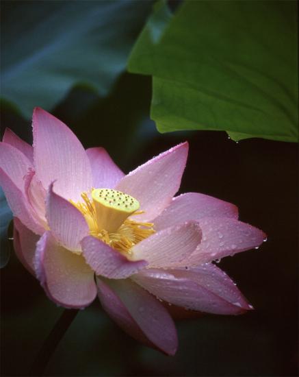 ���ͼ��鿴ԭʼ��С

����:  lotus31.jpg
�鿴����: 270
��С:  102.9 KB