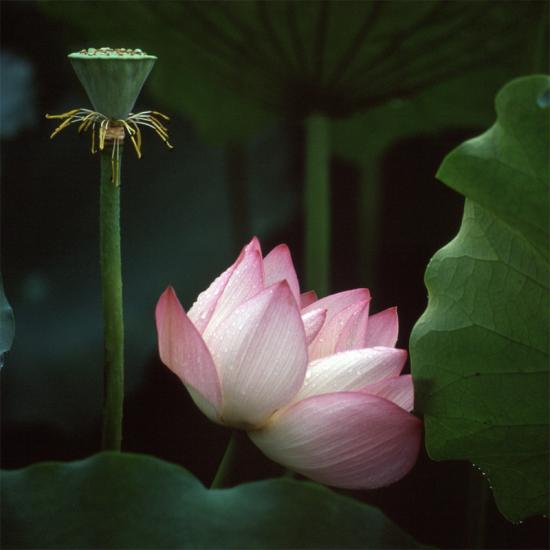 ���ͼ��鿴ԭʼ��С

����:  lotus26.jpg
�鿴����: 288
��С:  117.7 KB