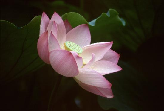 ���ͼ��鿴ԭʼ��С

����:  lotus17.jpg
�鿴����: 255
��С:  101.7 KB