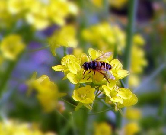 ���ͼ��鿴ԭʼ��С

����:  bee.jpg
�鿴����: 589
��С:  44.9 KB