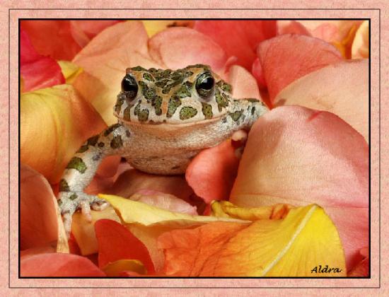 ���ͼ��鿴ԭʼ��С

����:  frog.jpg
�鿴����: 262
��С:  107.5 KB