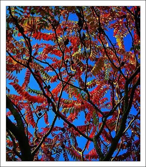 ���ͼ��鿴ԭʼ��С

����:  colour of autumn��������� iii1.jpg
�鿴����: 209
��С:  140.8 KB