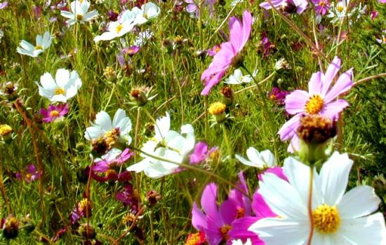 ���ͼ��鿴ԭʼ��С

����:  dscn7820flower.jpg
�鿴����: 390
��С:  107.8 KB