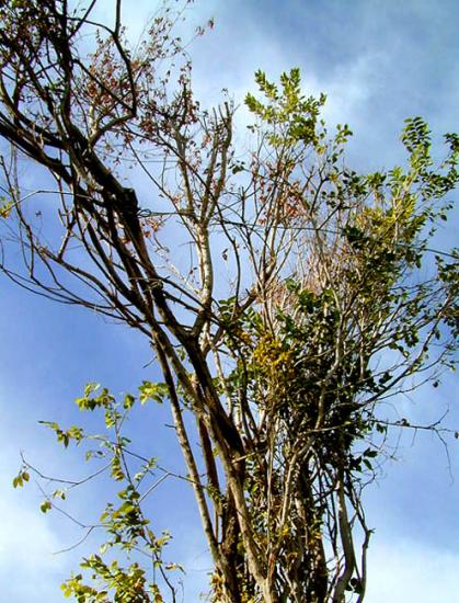 ���ͼ��鿴ԭʼ��С

����:  dscn7823tree.jpg
�鿴����: 440
��С:  141.0 KB