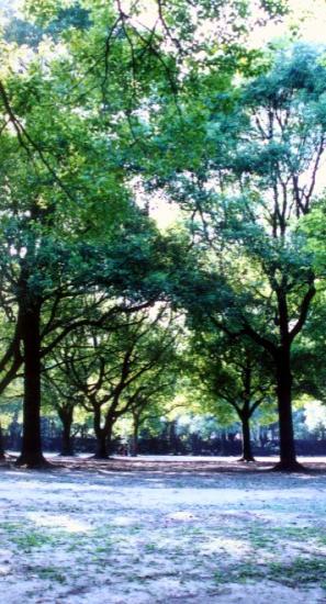 ���ͼ��鿴ԭʼ��С

����:  tree.jpg
�鿴����: 350
��С:  90.0 KB