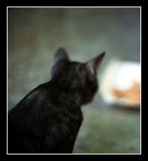 ���ͼ��鿴ԭʼ��С

����:  cat_ps_f.jpg
�鿴����: 258
��С:  43.2 KB