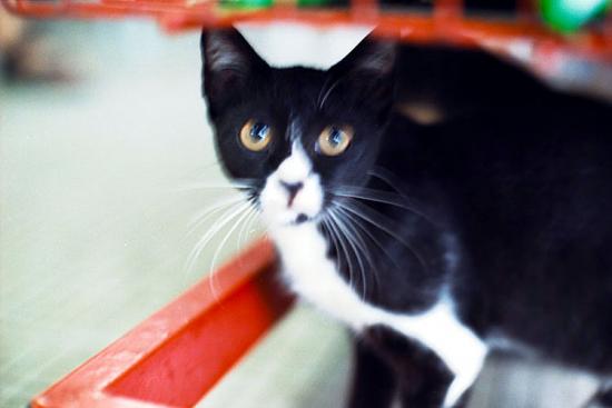 ���ͼ��鿴ԭʼ��С

����:  _cat4_ps.jpg
�鿴����: 250
��С:  57.2 KB