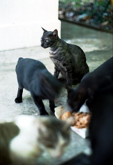 ���ͼ��鿴ԭʼ��С

����:  _cats4_ps.jpg
�鿴����: 230
��С:  67.2 KB